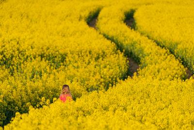 small girl walking in canola field-stock-photo
