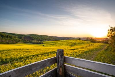 View from hunting hideaway with yellow canola field-stock-foto