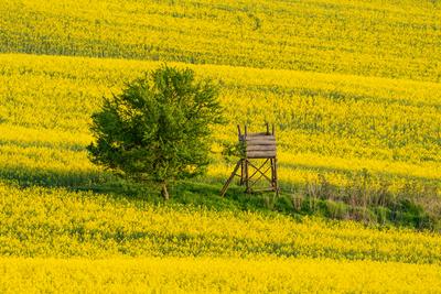 hunting hideaway with yellow canola field-stock-photo