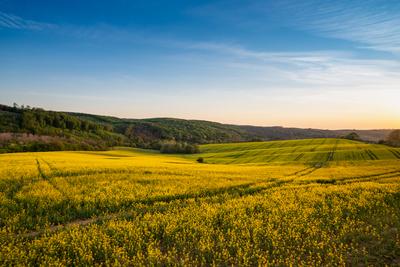 yellow canola field at sunrise-stock-photo