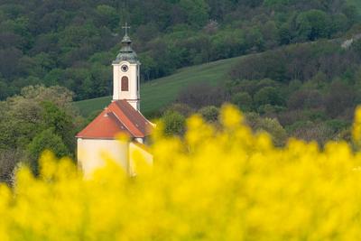 Church tower with yellow canola field in Abaliget-stock-foto