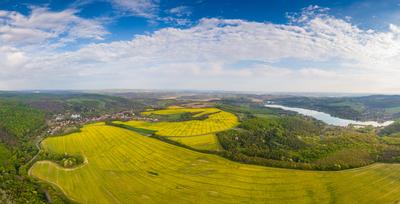 yellow canola field with cloudy sky-stock-foto