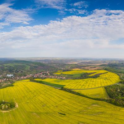 yellow canola field with cloudy sky-stock-foto