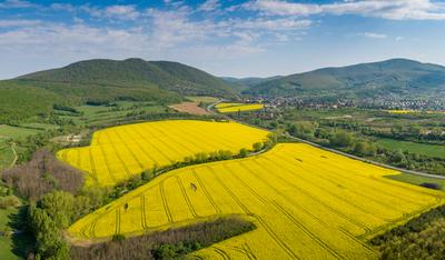yellow canola field with Mecsek Hills-stock-foto