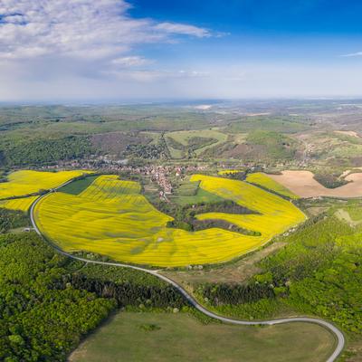 yellow canola field with cloudy sky-stock-foto