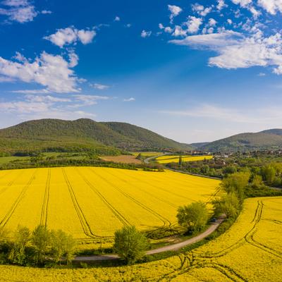yellow canola field with Mecsek Hills-stock-foto