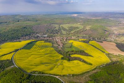 yellow canola field with cloudy sky-stock-foto