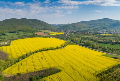 yellow canola field with Mecsek Hills-stock-foto