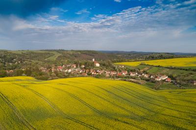 yellow canola field with cloudy sky-stock-foto