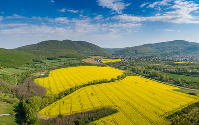 yellow canola field with Mecsek Hills-stock-foto