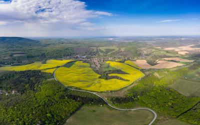 yellow canola field with cloudy sky-stock-foto