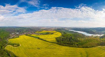 yellow canola field with cloudy sky-stock-foto