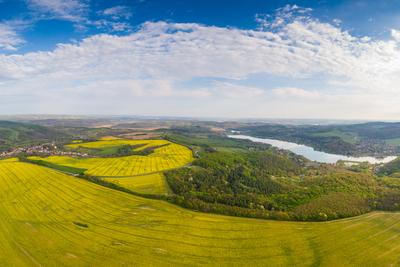 yellow canola field with cloudy sky-stock-foto