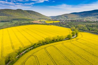 yellow canola field with Mecsek Hills-stock-foto