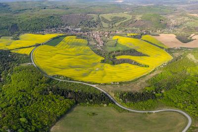 yellow canola field with cloudy sky-stock-foto