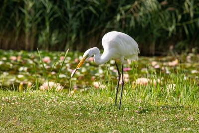 Great Egret (Ardea alba) looks for food-stock-photo