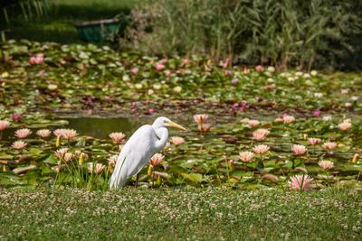 Great Egret (Ardea alba) looks for food-stock-photo