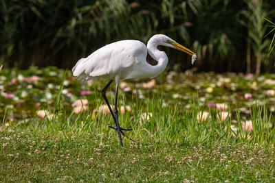 Great Egret (Ardea alba) looks for food-stock-photo