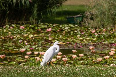 Great Egret (Ardea alba) looks for food-stock-photo