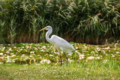 Great Egret (Ardea alba) looks for food-stock-foto