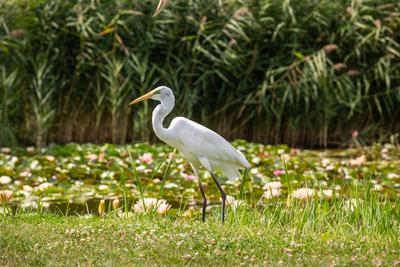 Great Egret (Ardea alba) looks for food-stock-photo