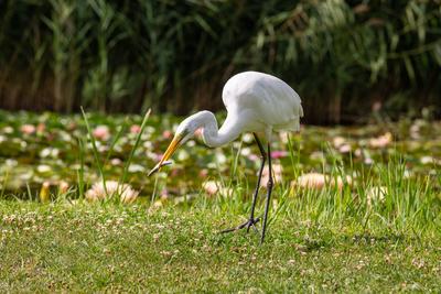 Great Egret (Ardea alba) looks for food-stock-photo