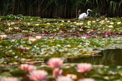 Great Egret (Ardea alba) looks for food-stock-photo