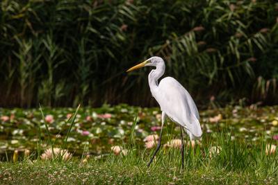 Great Egret (Ardea alba) looks for food-stock-photo