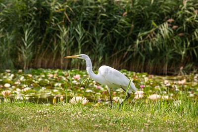 Great Egret (Ardea alba) looks for food-stock-photo
