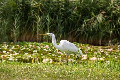Great Egret (Ardea alba) looks for food-stock-foto