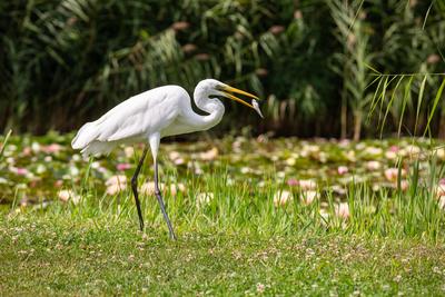 Great Egret (Ardea alba) looks for food-stock-photo