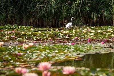 Great Egret (Ardea alba) looks for food-stock-foto