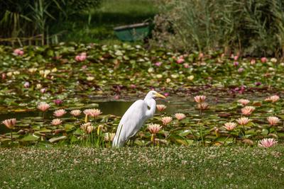 Great Egret (Ardea alba) looks for food-stock-foto
