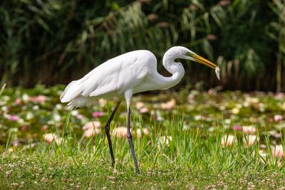 Great Egret (Ardea alba) looks for food-stock-foto