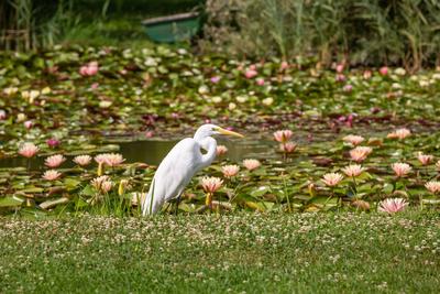 Great Egret (Ardea alba) looks for food-stock-photo