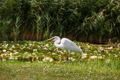 Great Egret (Ardea alba) looks for food-stock-foto