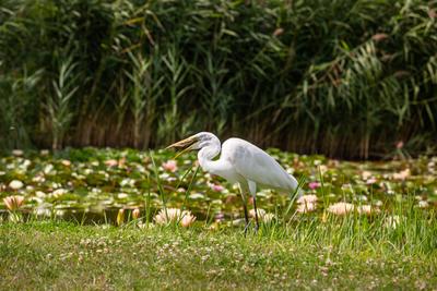 Great Egret (Ardea alba) looks for food-stock-photo