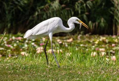 Great Egret (Ardea alba) looks for food-stock-photo