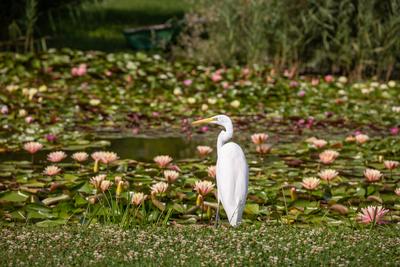 Great Egret (Ardea alba) looks for food-stock-foto