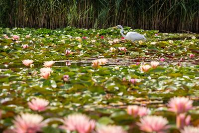 Great Egret (Ardea alba) looks for food-stock-foto