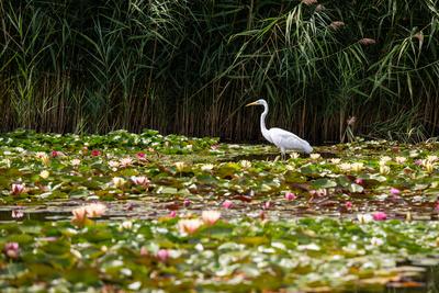 Great Egret (Ardea alba) looks for food-stock-photo