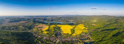 yellow canola field with blue sky-stock-foto