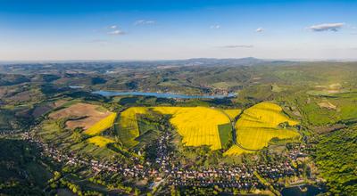 yellow canola field with blue sky-stock-foto