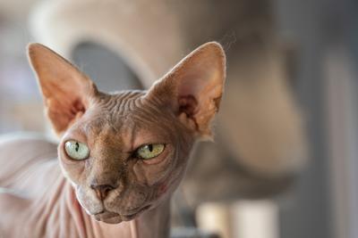 Canadian Sphinx. green-eyed bald cat-stock-photo