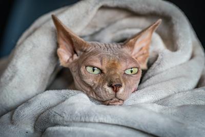 Canadian Sphinx. green-eyed bald cat-stock-photo