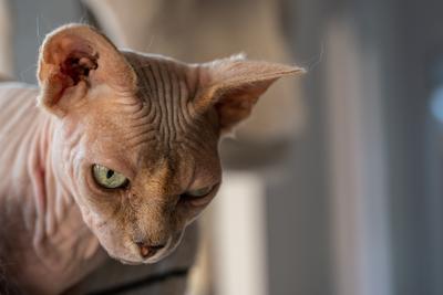 Canadian Sphinx. green-eyed bald cat-stock-photo