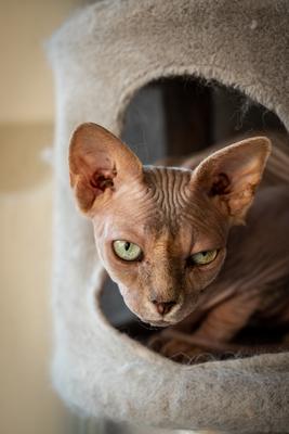 Canadian Sphinx. green-eyed bald cat-stock-photo