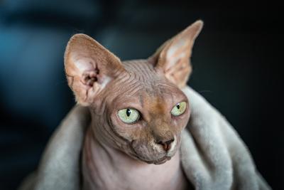 Canadian Sphinx. green-eyed bald cat-stock-photo