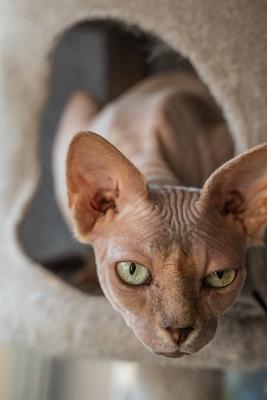 Canadian Sphinx. green-eyed bald cat-stock-photo