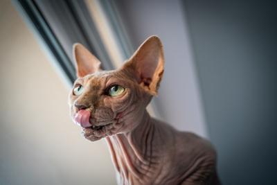 Canadian Sphinx. green-eyed bald cat-stock-photo